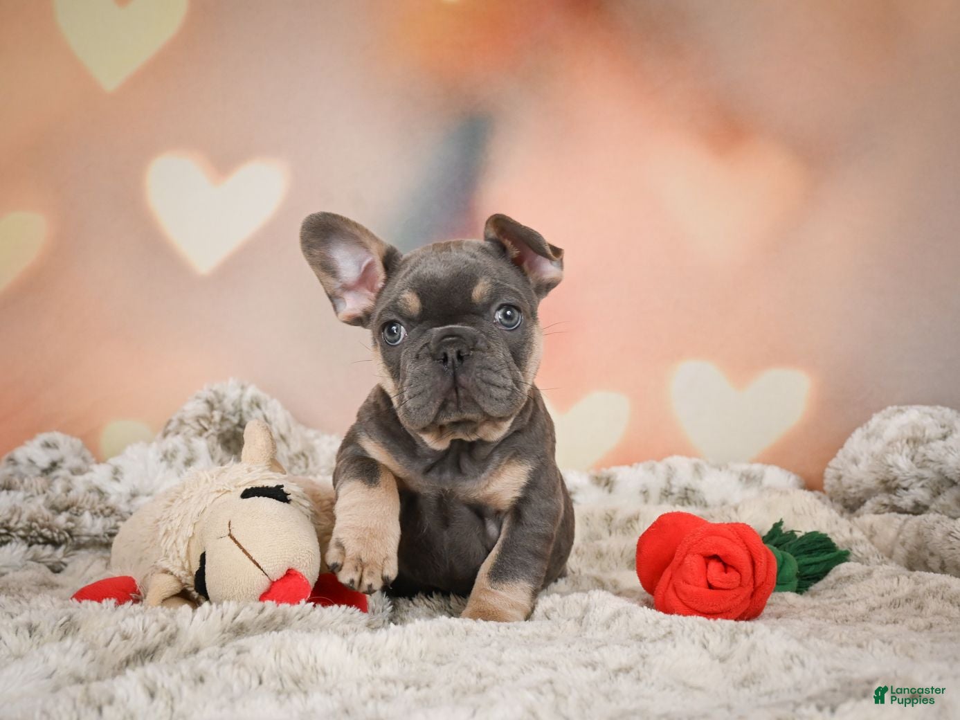 French Bulldog dogs Aaron - Ad 2