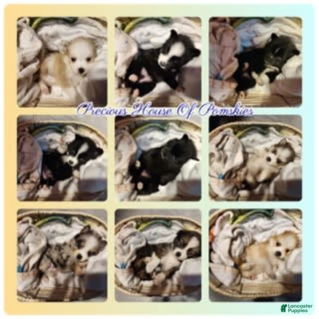 Gallery Image {{count}}