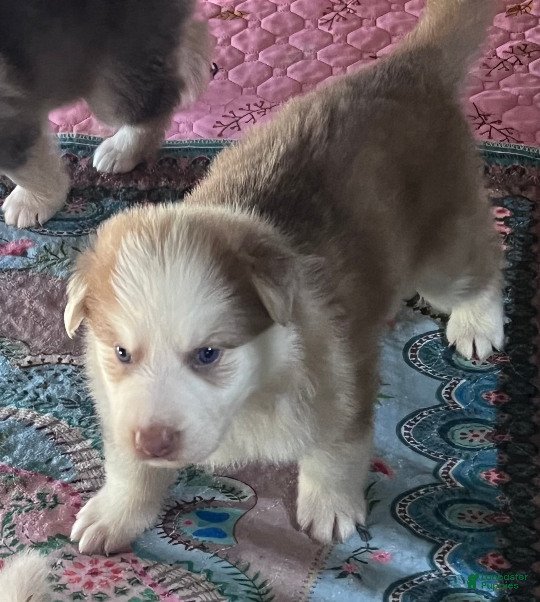 German Shepherd dogs German Shepherd Male 2 (Panda) - Ad 1
