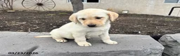 Labrador Retriever dogs for sale: Honey - Ad 3