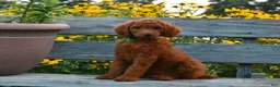 Standard Poodle dogs for sale: Emmy moyen  - Ad 5