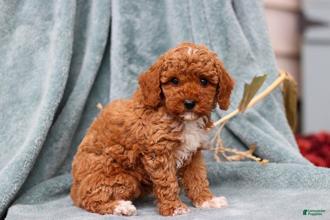Miniature Poodle dogs for sale: Dory - Ad 2