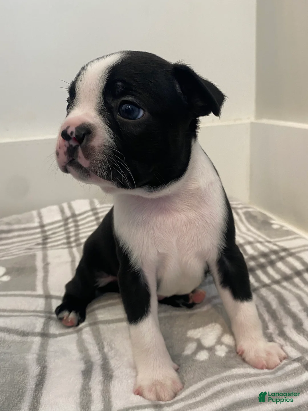 Boston Terrier dogs for sale: Boston Terrier Male 1 Puppy - Ad 1