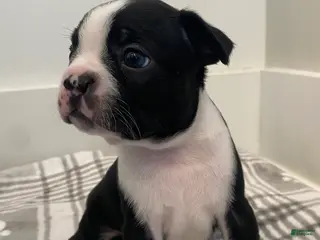 Boston Terrier dogs for sale: Boston Terrier Male 1 Puppy - Ad 1