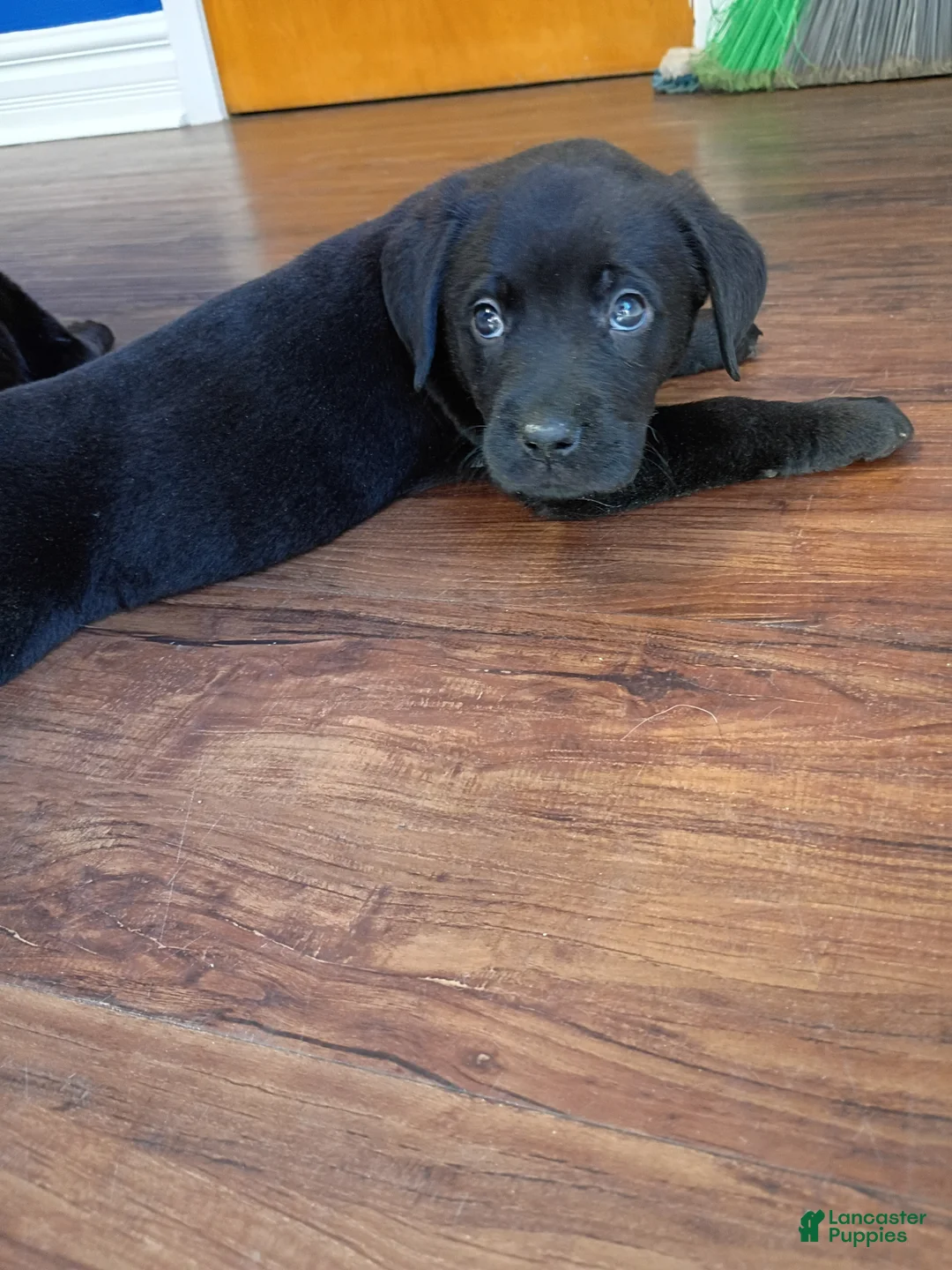 Mixed Breed dogs for sale: Mixed Breed Puppy 1 - Ad 1