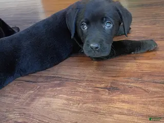 Mixed Breed dogs Mixed Breed Puppy 1 - Ad 31