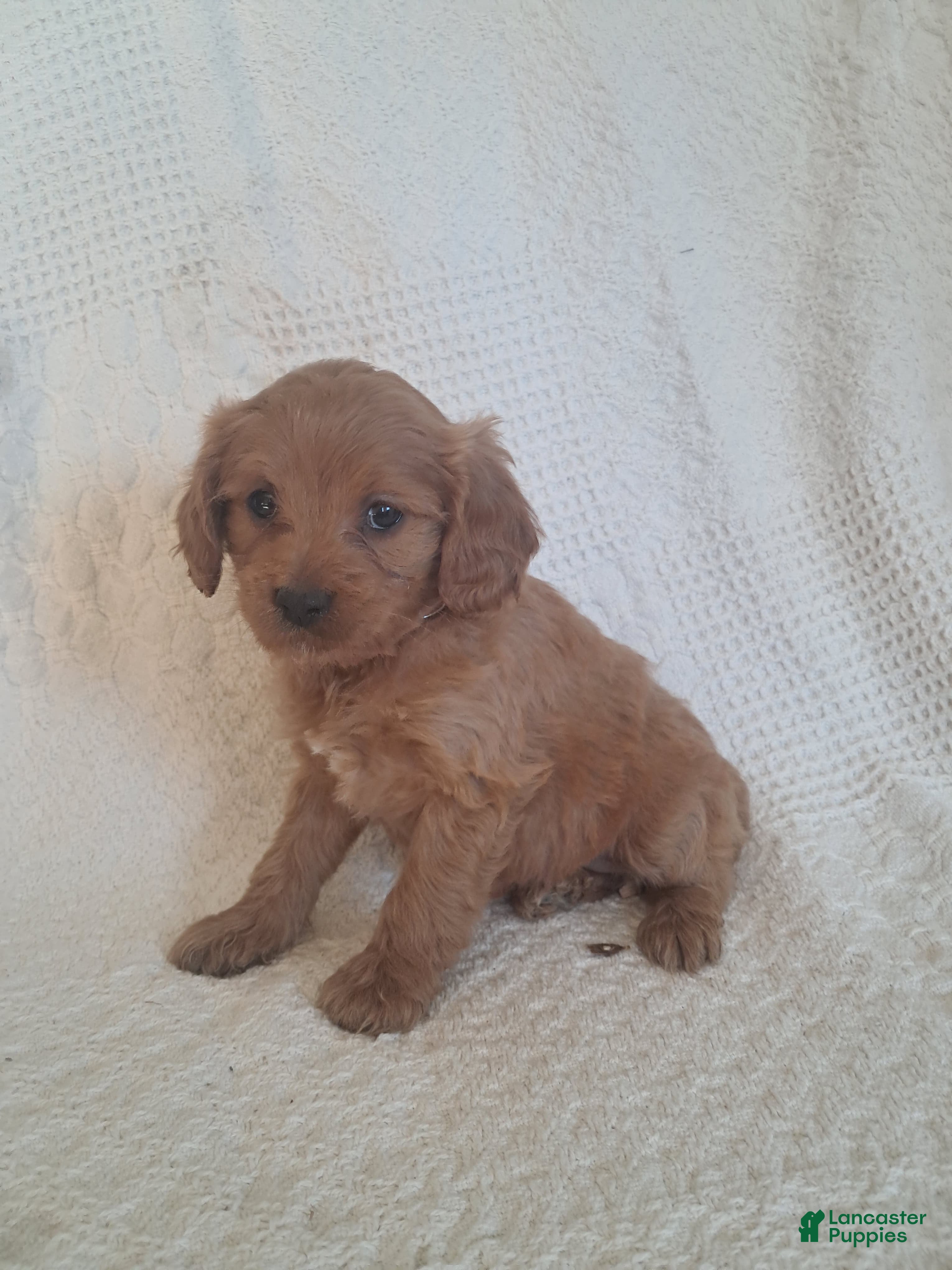 Cavapoo dogs Suzy - Ad 1