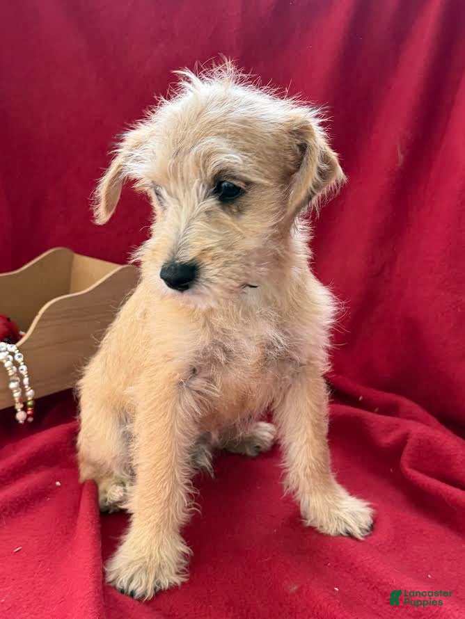 Schnoodle dogs Jeremy - Ad 3