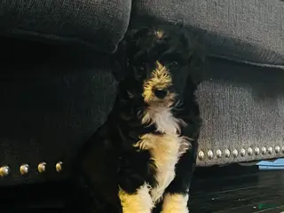 Aussiedoodle dogs Scarlet - Ad 34