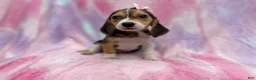 Beagle dogs for sale: Piglet - Ad 8