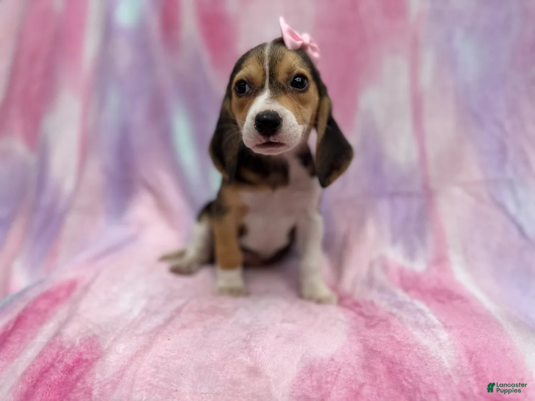 Beagle dogs for sale: Piglet - Ad 8