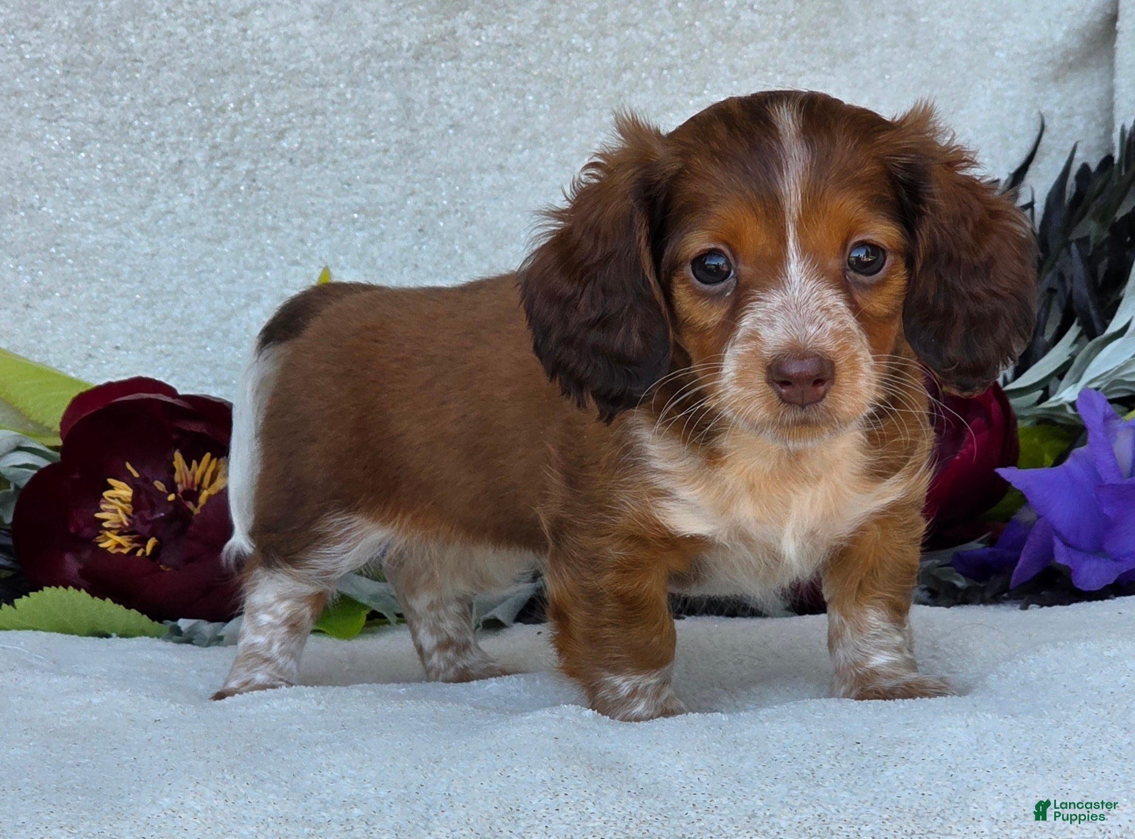 Miniature Dachshund dogs for sale: Lacey - Ad 5