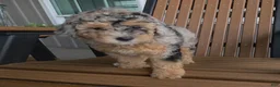 Miniature Poodle dogs for sale: Rosie - House raised House trained - Ad 6