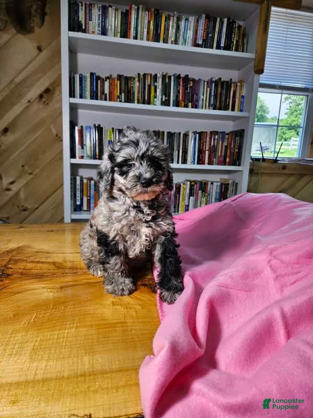 Mixed Breed dogs for sale: Speckles - Ad 3