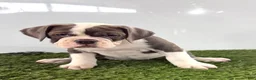 Olde English Bulldogge dogs for sale: Leah - Ad 1