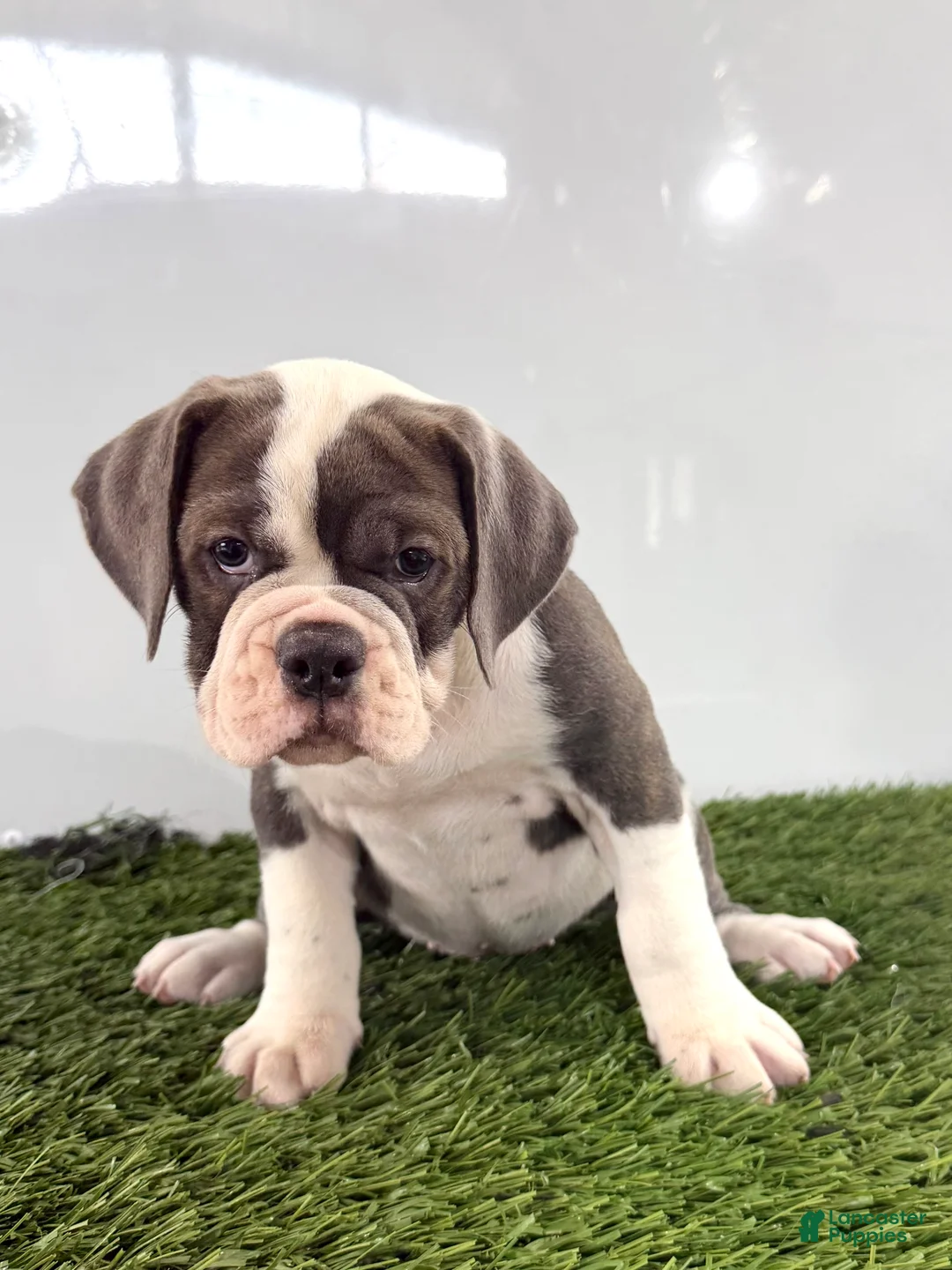 Olde English Bulldogge dogs for sale: Leah - Ad 1