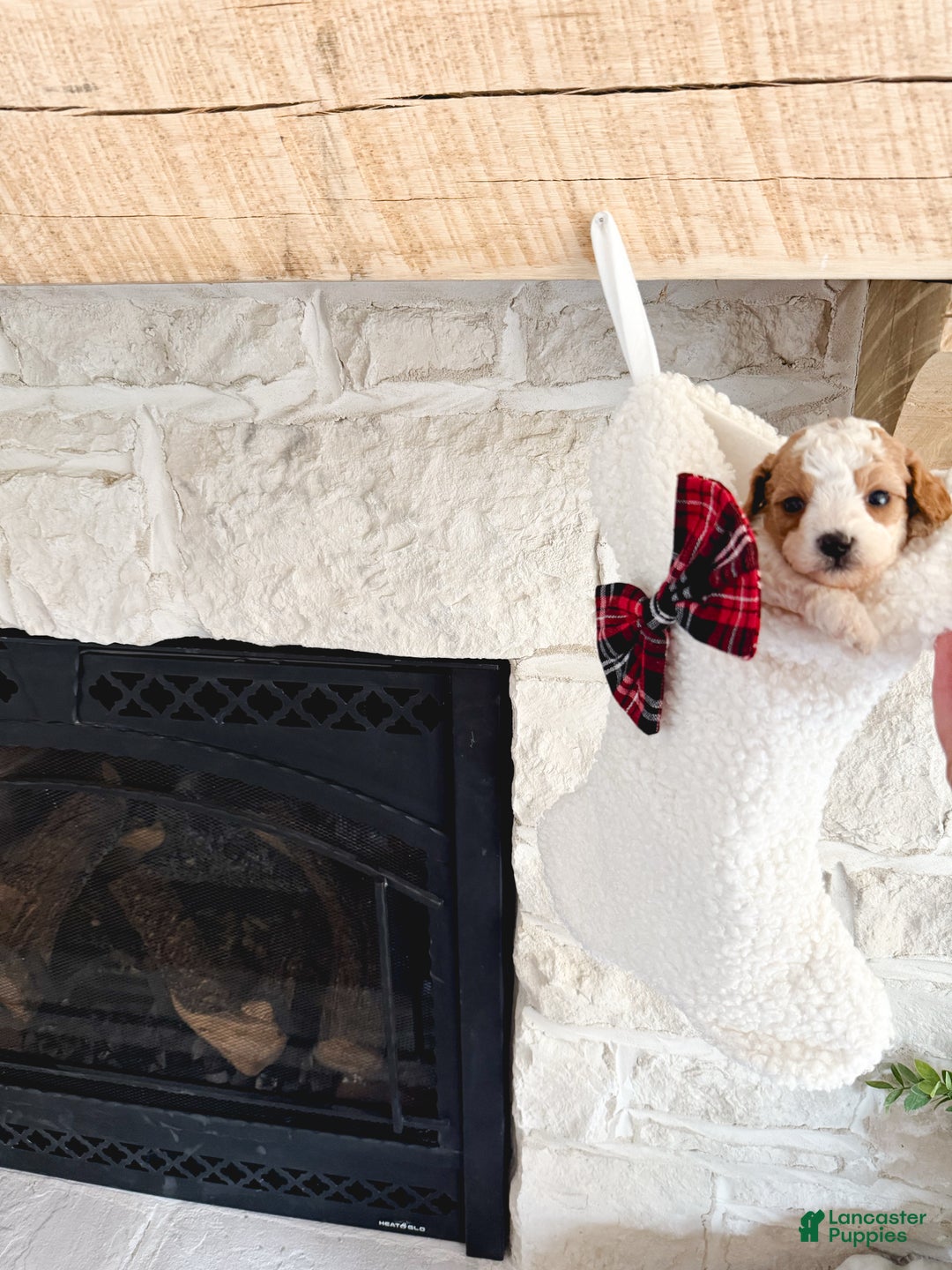 Cavachon dogs for sale: Cavachon Puppy 1 - Ad 5