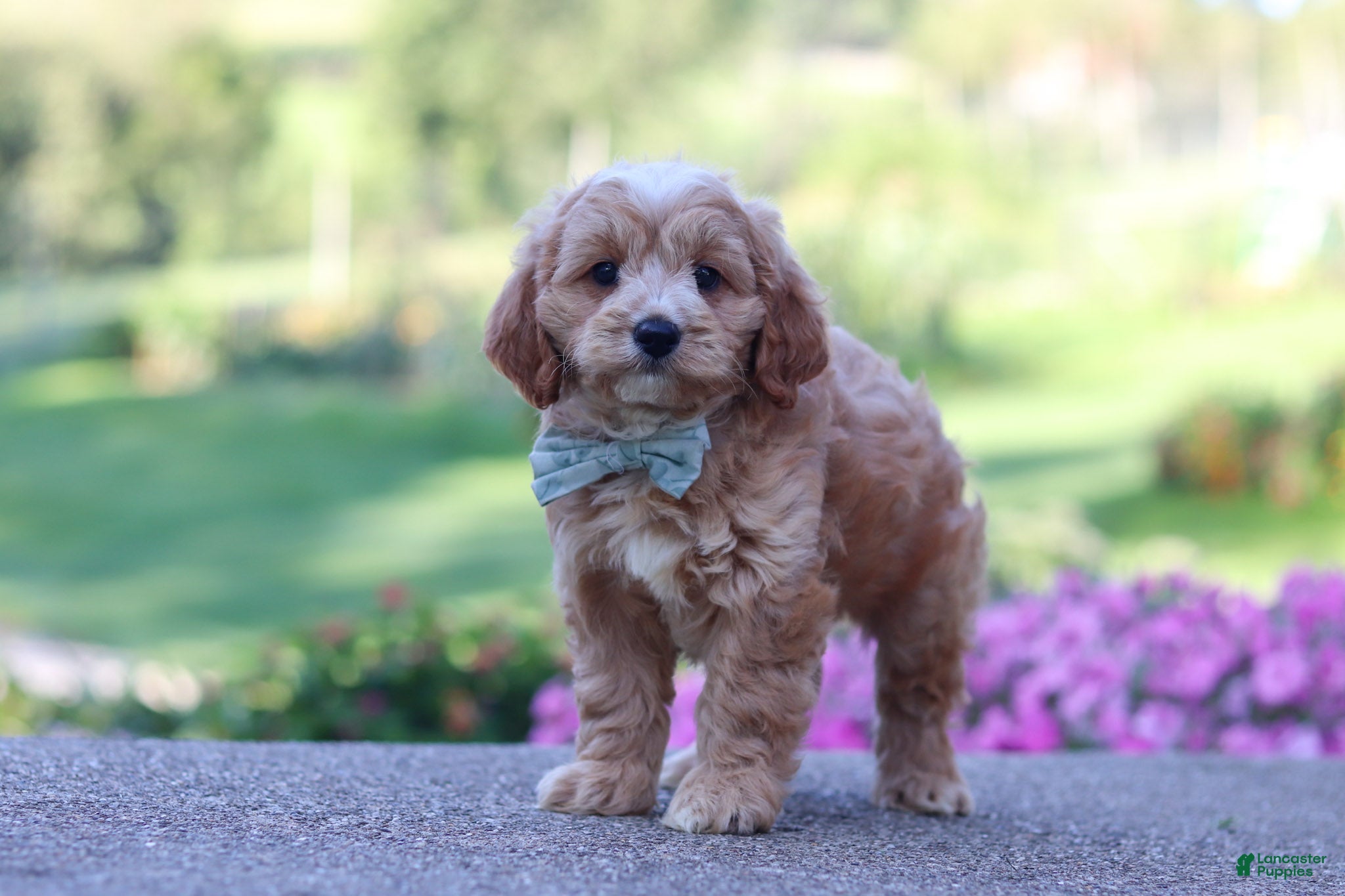 Cavapoo dogs Jett - Ad 2