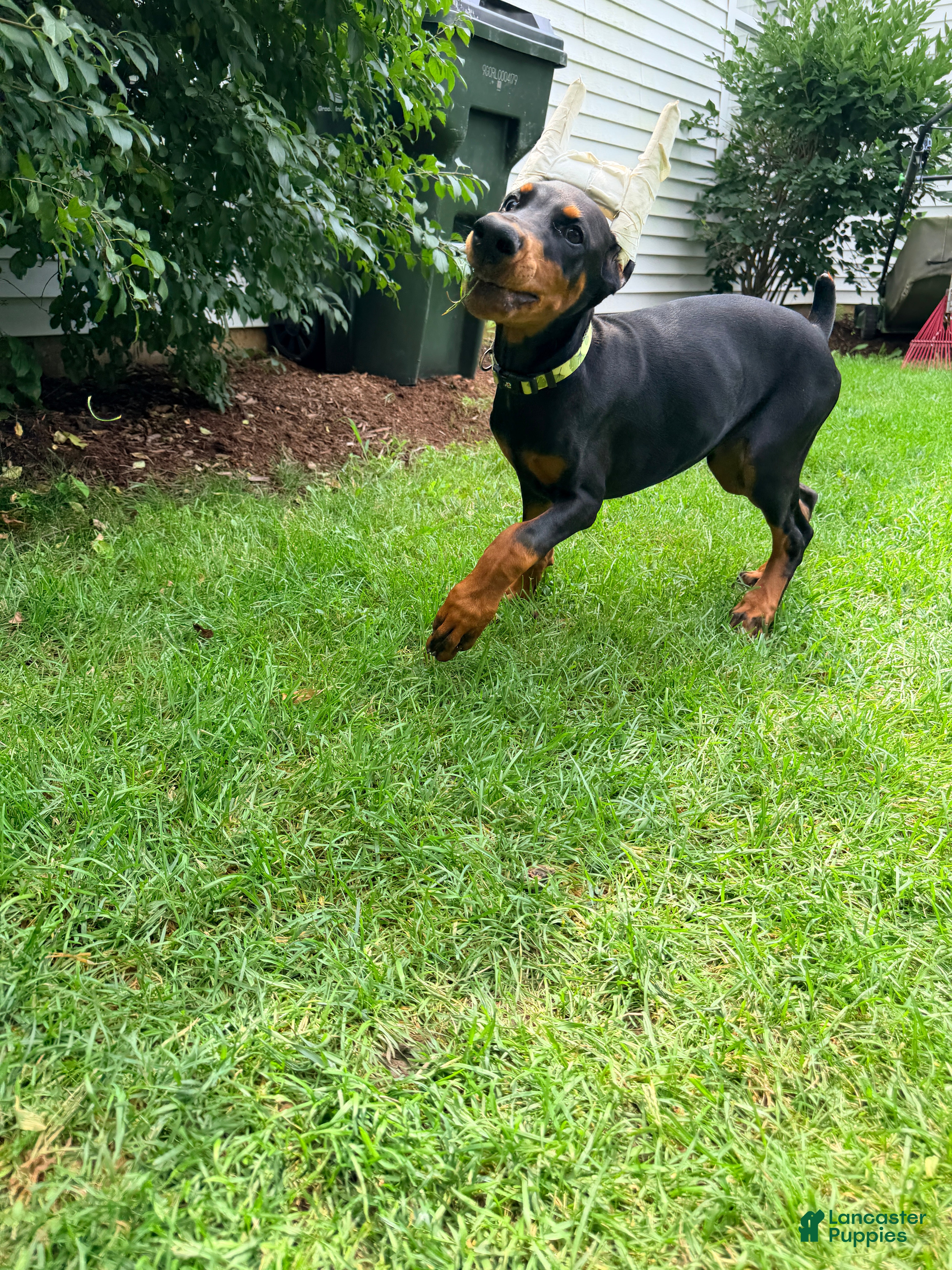 Doberman Pinscher dogs Rosie - Ad 2