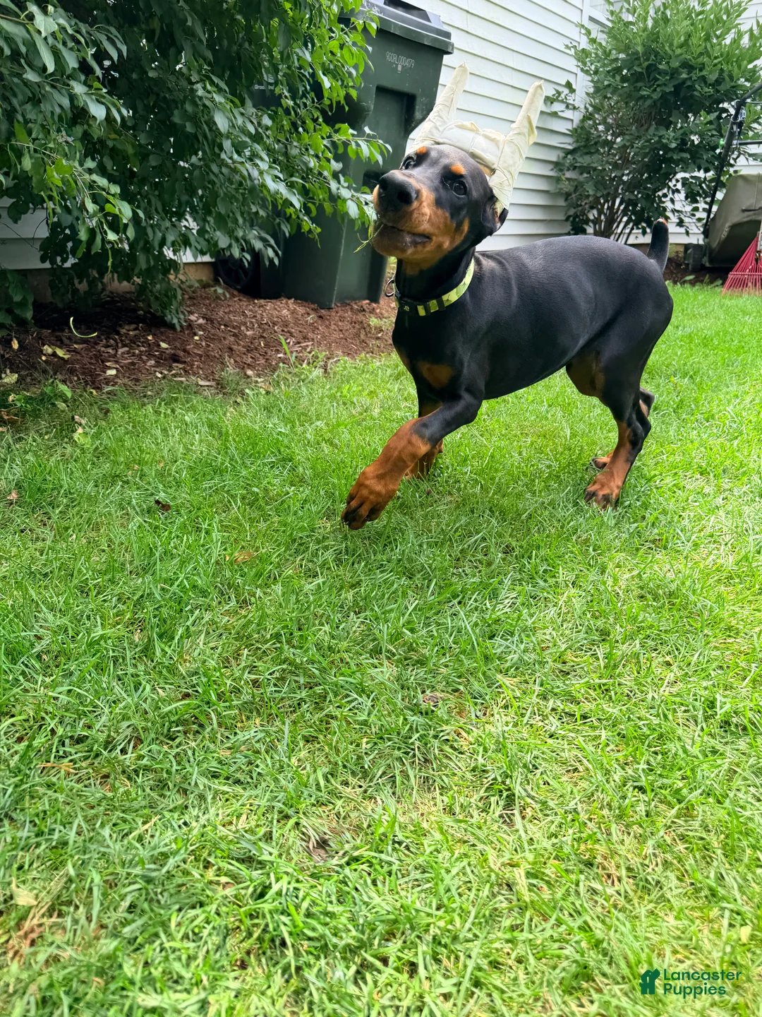 Doberman Pinscher dogs for sale: Rosie - Ad 2