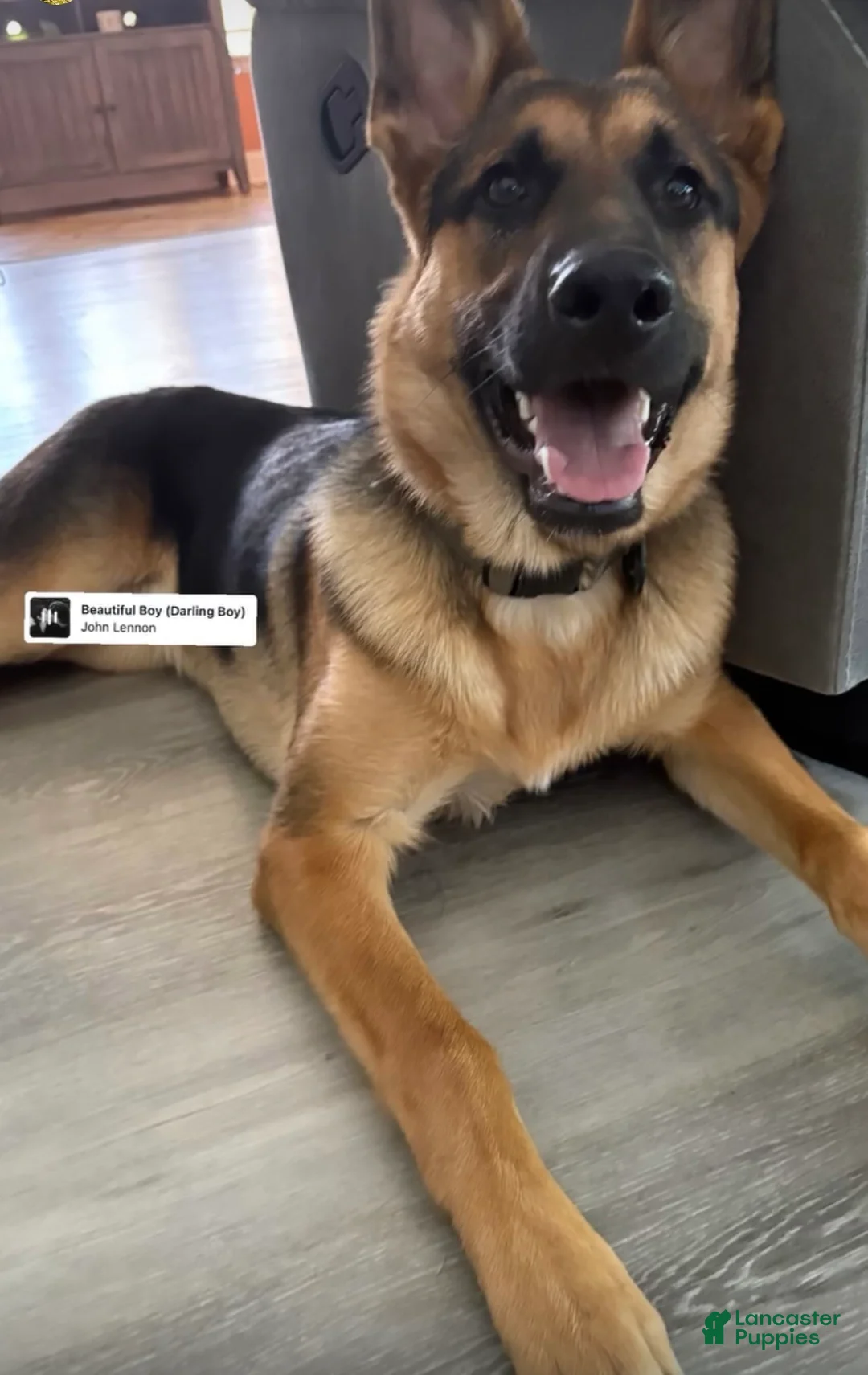 German Shepherd dogs for sale: German Shepherd Puppy 1 - Ad 2