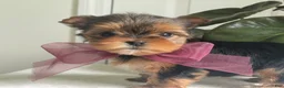Biewer Terrier dogs for sale: Inka - Ad 8