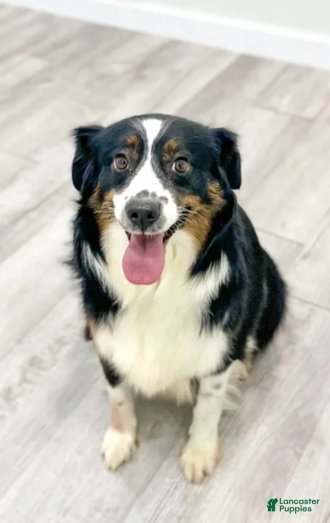 Miniature Australian Shepherd dogs for sale: Zuko - Ad 4