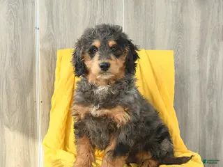 Mini Bernedoodle dogs Sawyer - Ad 26