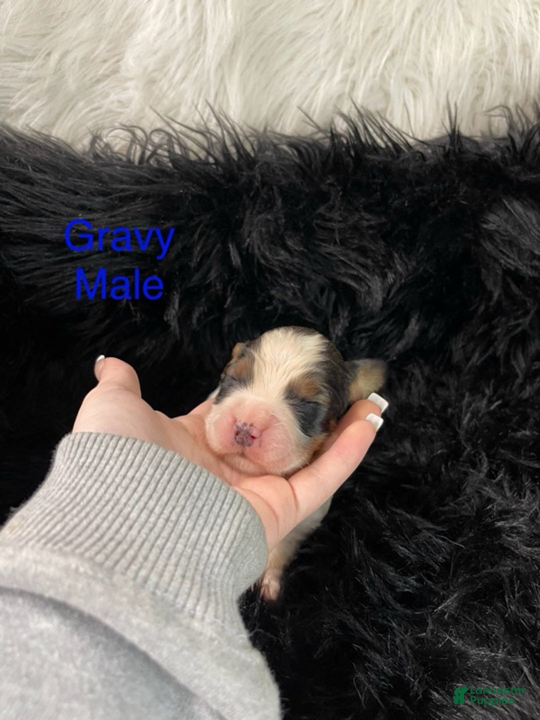 English Springer Spaniel dogs for sale: Gravy - Ad 1