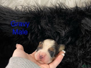 English Springer Spaniel dogs Gravy - Ad 11