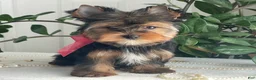 Yorkshire Terrier dogs for sale: Frisby - Ad 7