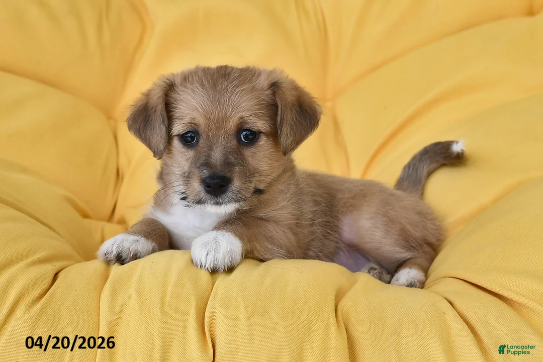 Mixed Breed dogs for sale: Daffodil - Ad 2