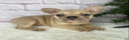 French Bulldog dogs for sale: Sady - Ad 5