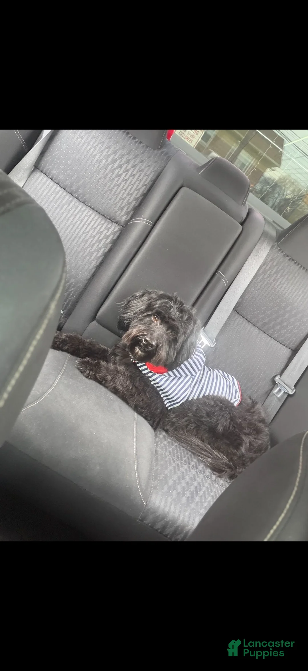 Mixed Breed dogs for stud: Rylo R - Ad 2