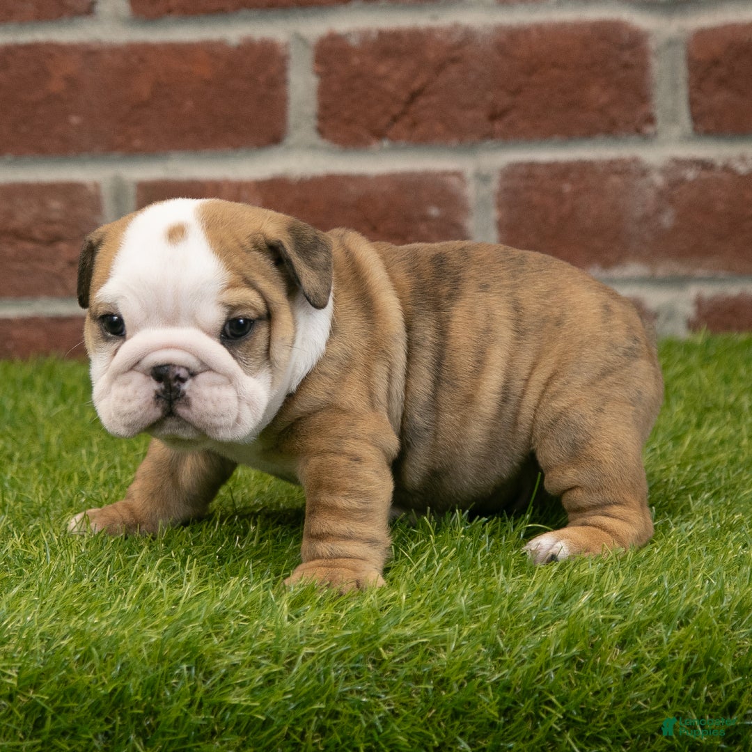 English Bulldog dogs for sale: Buster - Ad 6