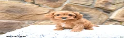 Cavapoo dogs for sale: Marigold - Ad 4