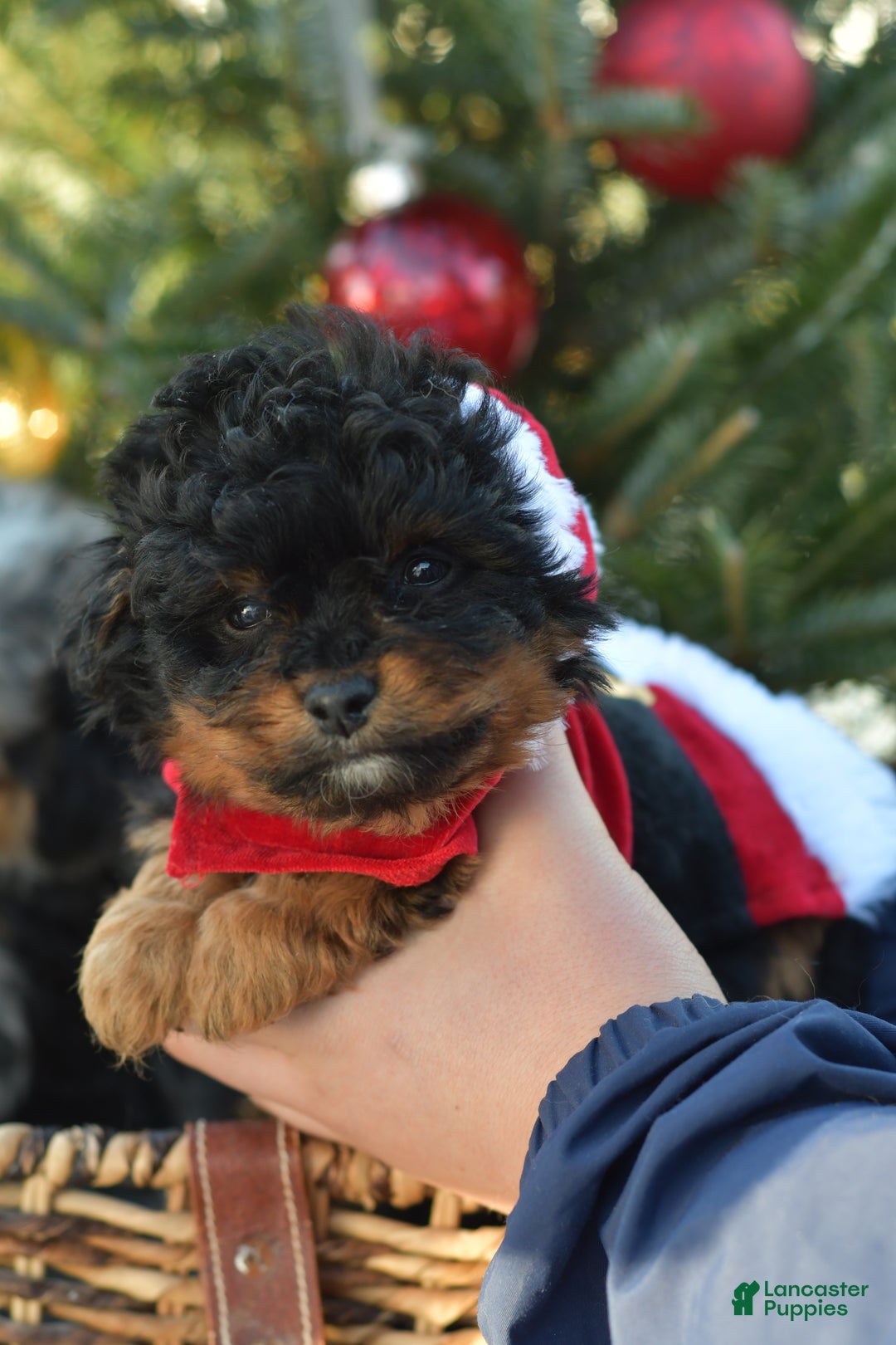 Mini Aussiedoodle dogs for sale: Grizzly - Ad 9