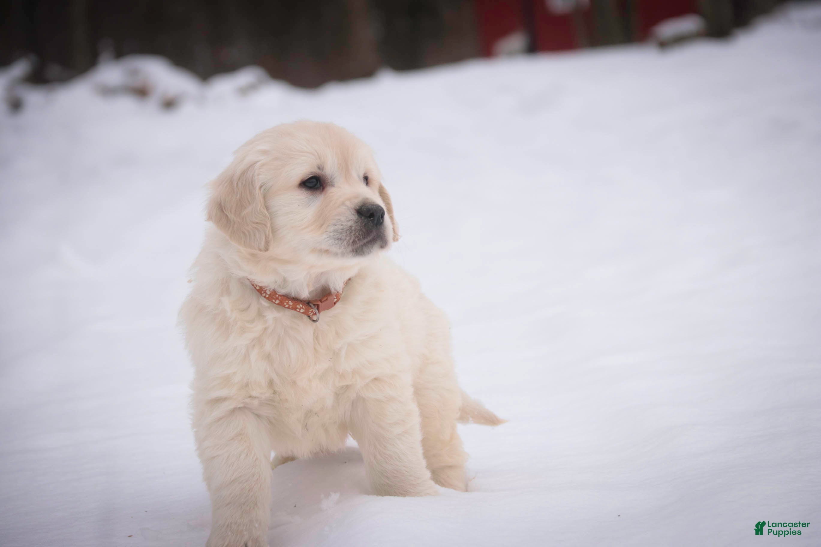 Golden Retriever dogs Rumble - Ad 2