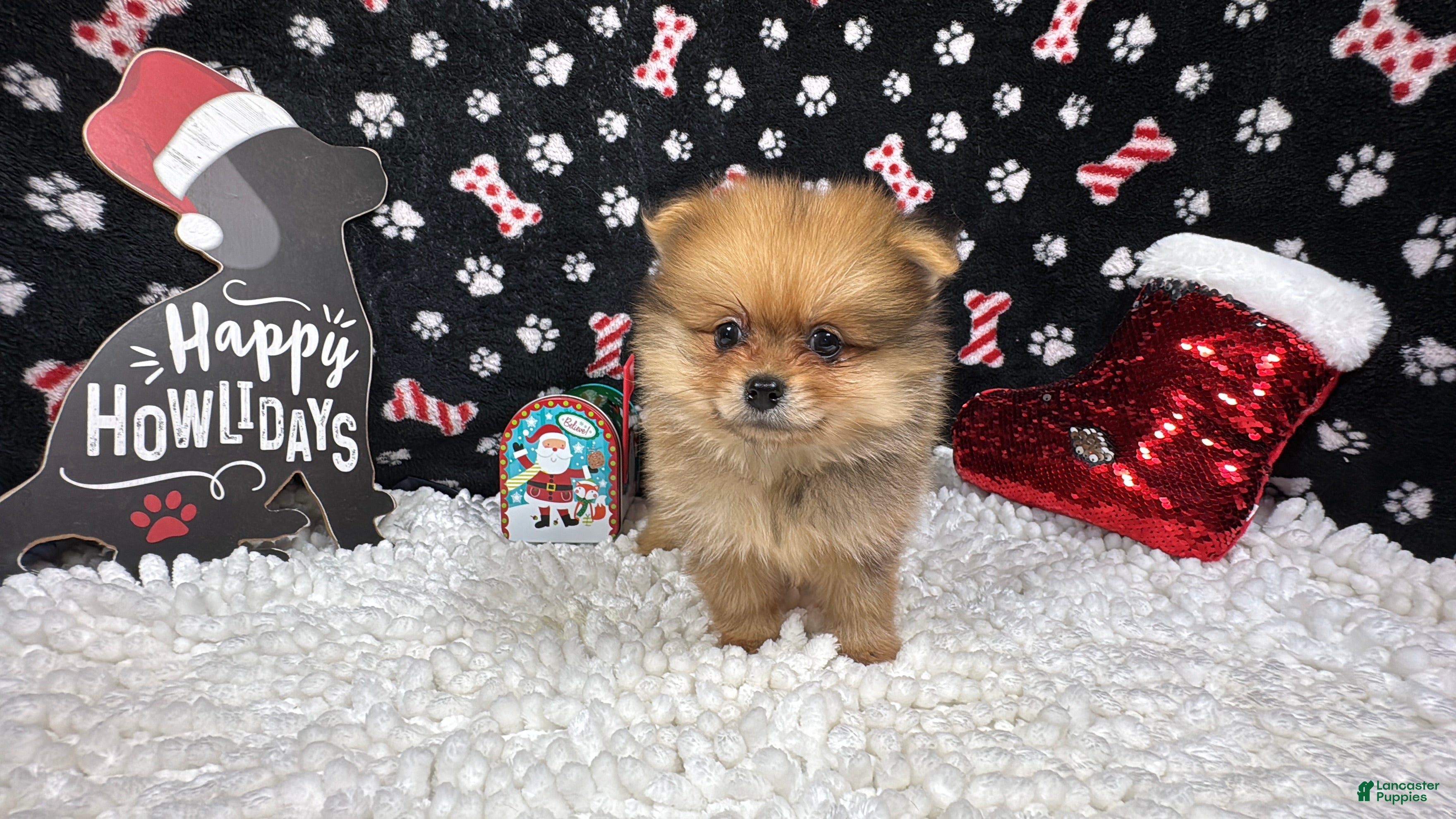 Pomeranian dogs Pomeranian Puppy 2 - Ad 37