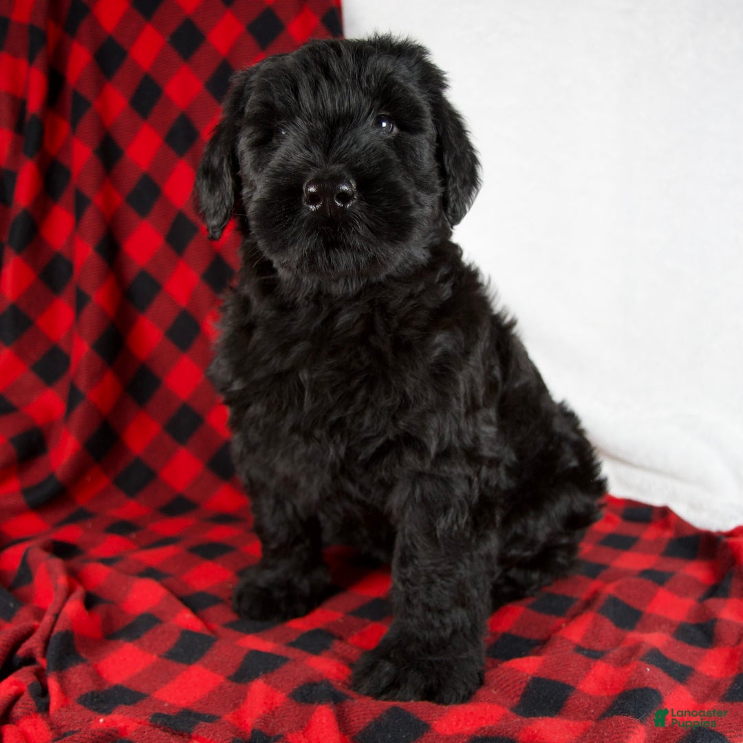 Giant Schnauzer dogs for sale: Alayna - Ad 1