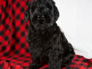 Giant Schnauzer dogs Alayna - Ad 4