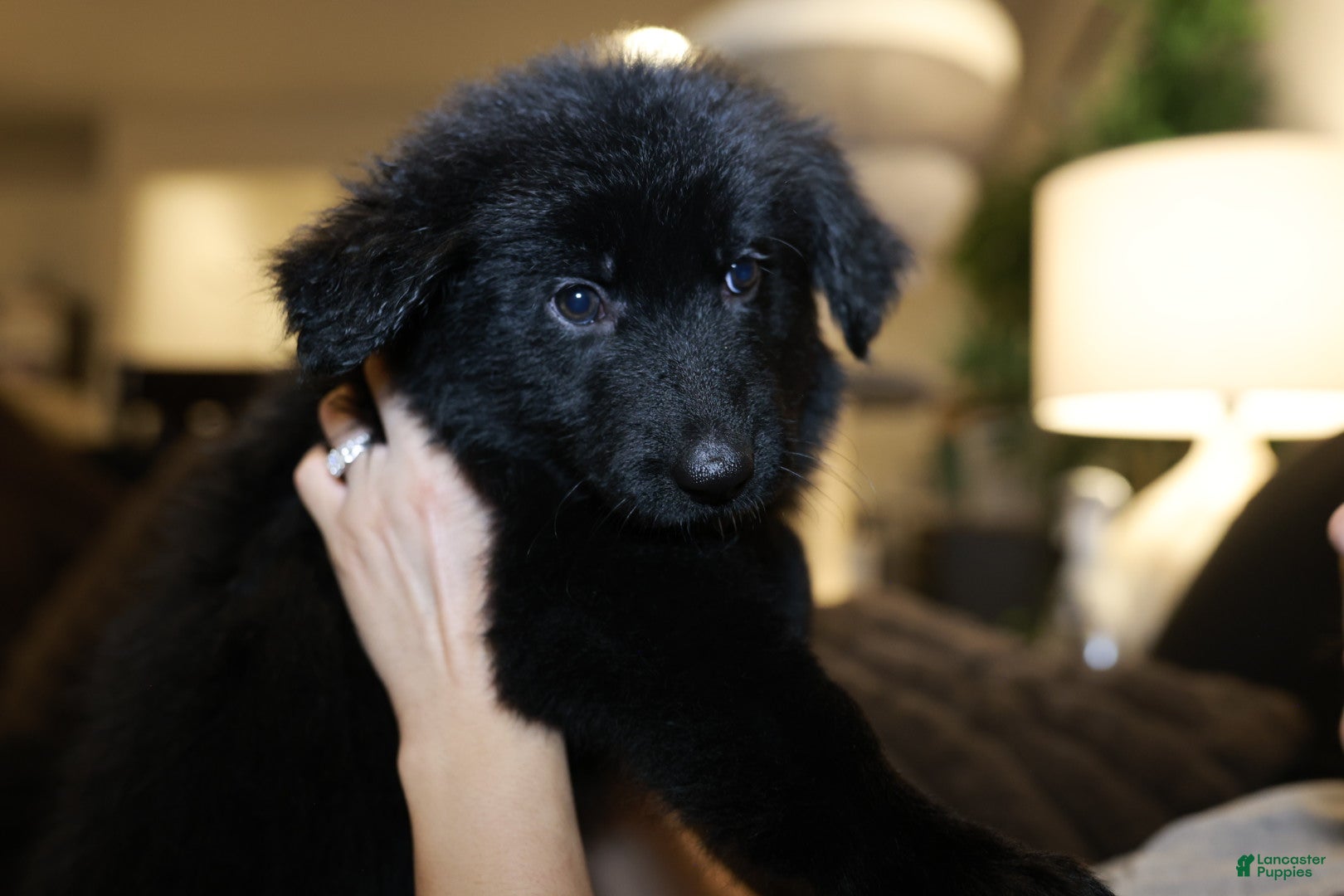 German Shepherd dogs Daffodil  - Ad 1