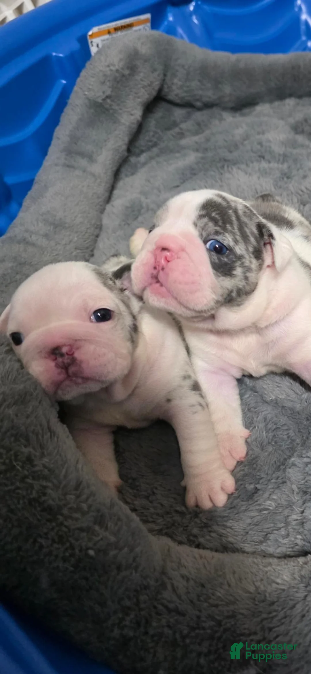 English Bulldog dogs for sale: English Bulldog 2 - Ad 5