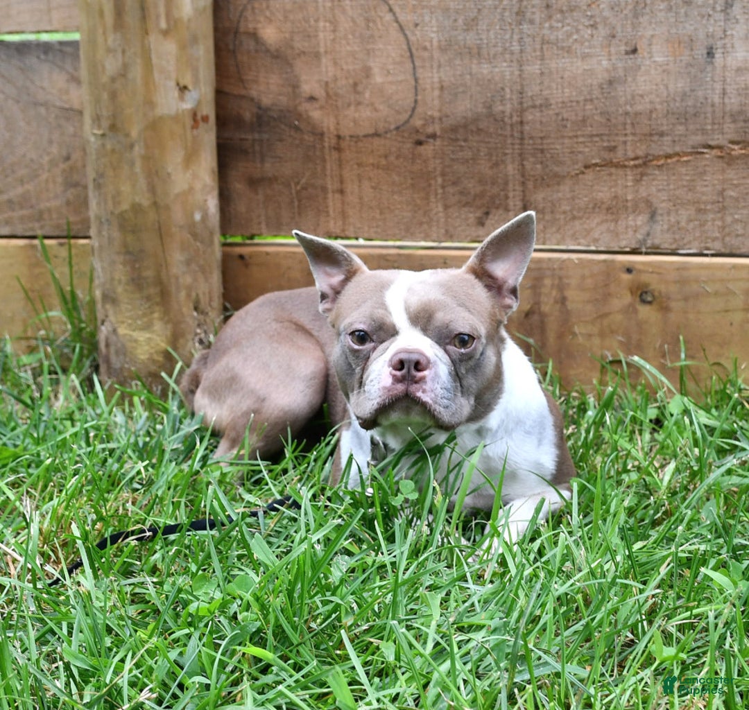 Frenchton dogs for sale: Denver - Ad 7