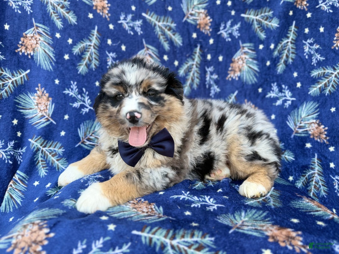 Miniature Australian Shepherd dogs for sale: Taco - Ad 6