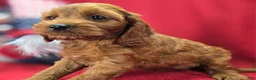 Cockapoo dogs for sale: Prada - Ad 3