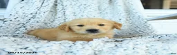 Golden Retriever dogs for sale: Grits - Ad 3