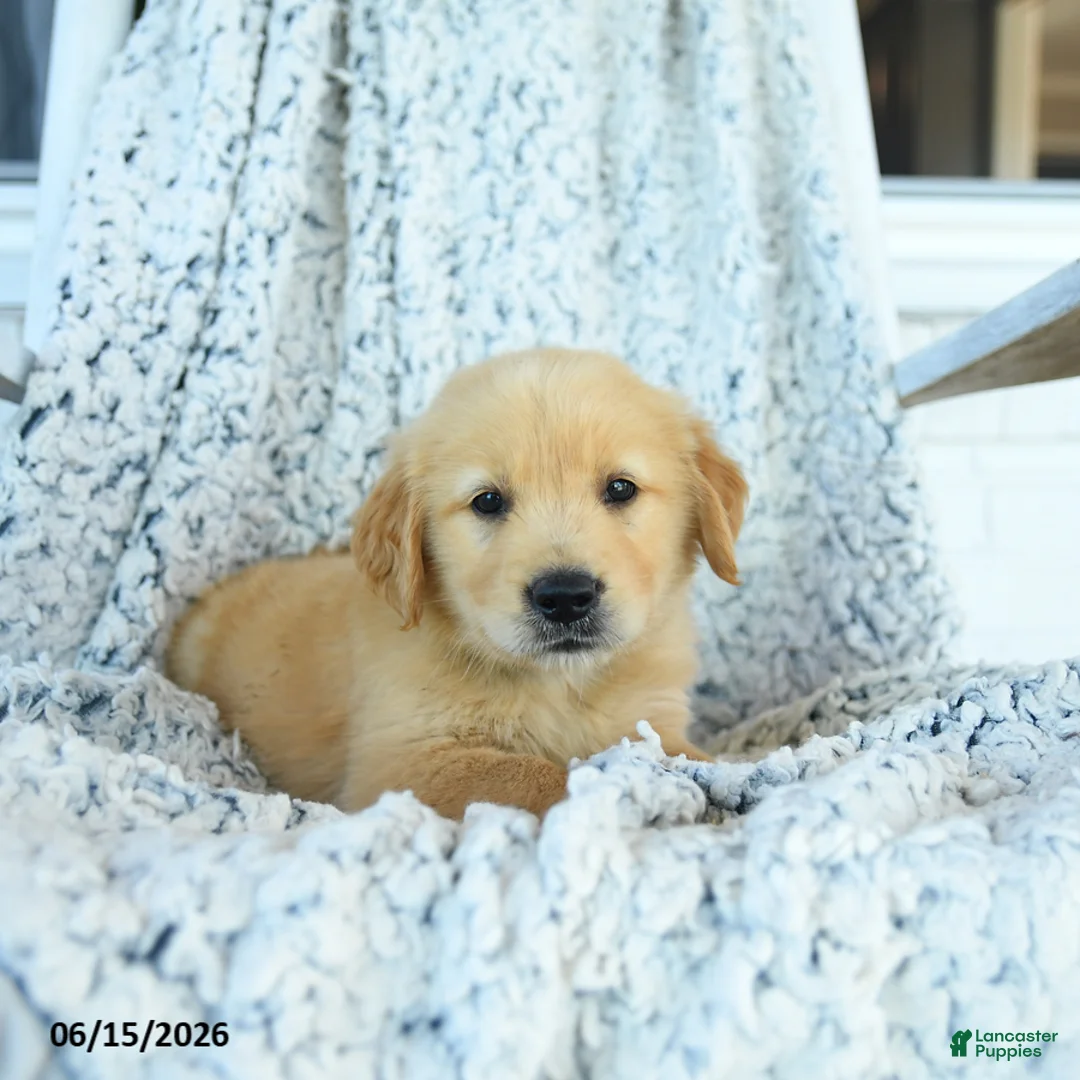 Golden Retriever dogs for sale: Grits - Ad 3