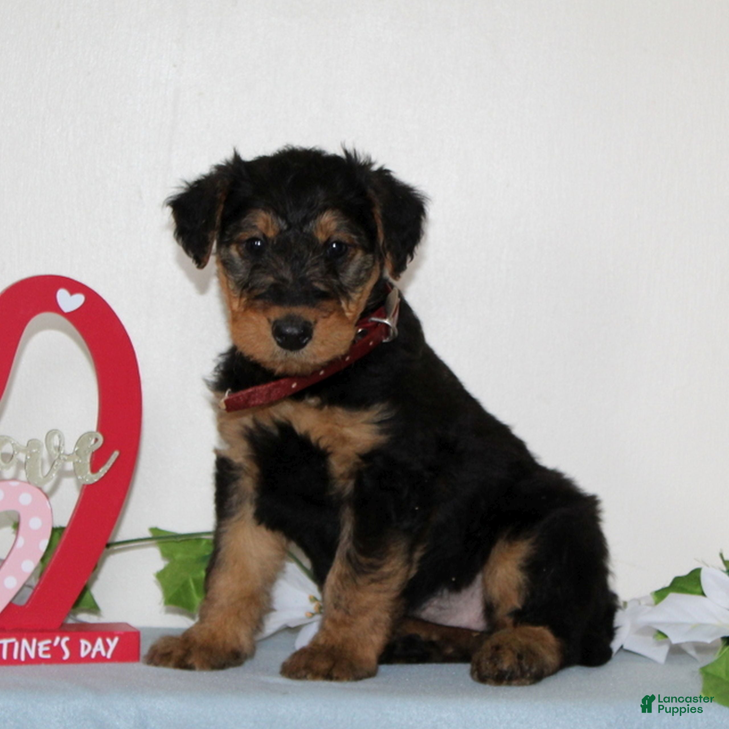 Airedale Terrier dogs for sale: Sophie  - Ad 2
