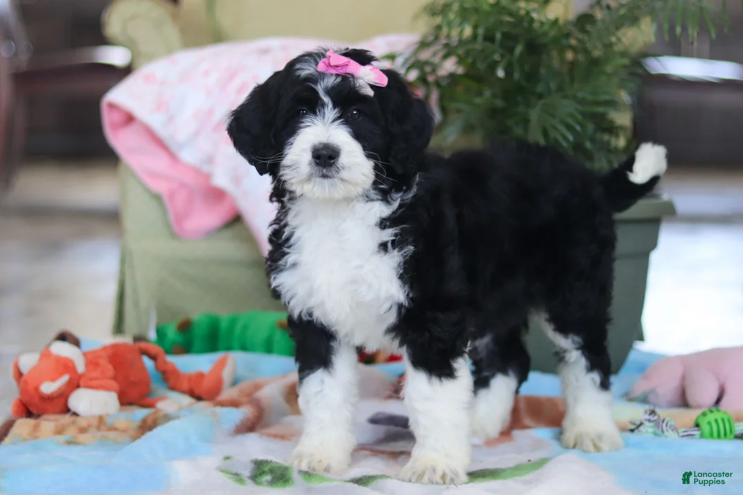 Bernedoodle dogs for sale: Harper - Ad 5